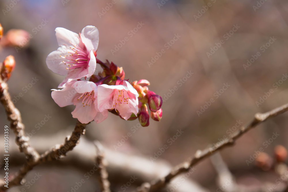 The cherry tree which began to bloom The cherry tree which began to bloom