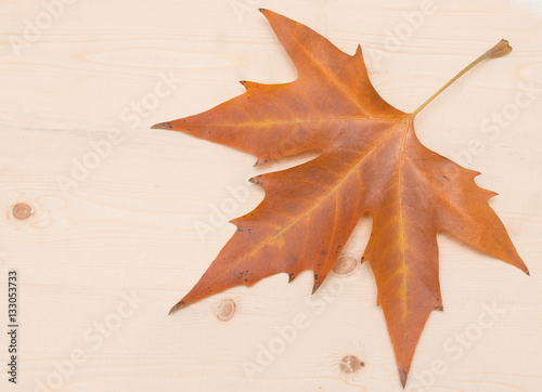 autumn maple leaf on a wooden background
