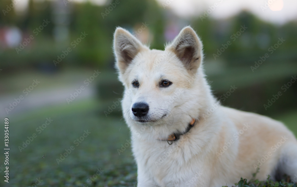 Portrait of a young white dog at  park