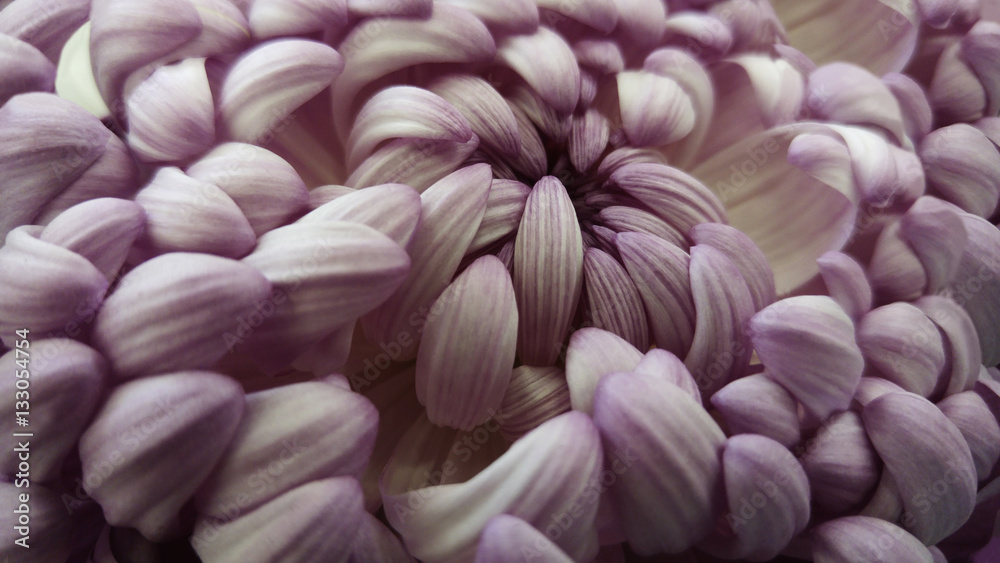 Macro. White-violet big chrysanthemum flower.   Closeup.   Pink-white  flower background. Nature.