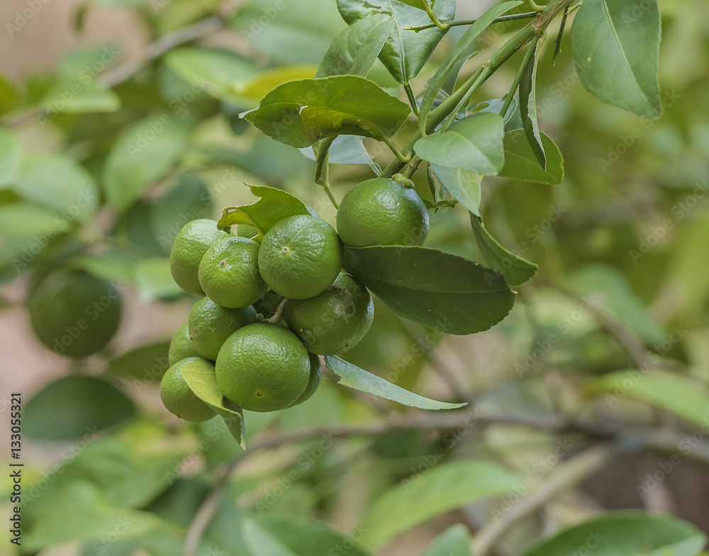 Lemons hanging on a lemon tree.