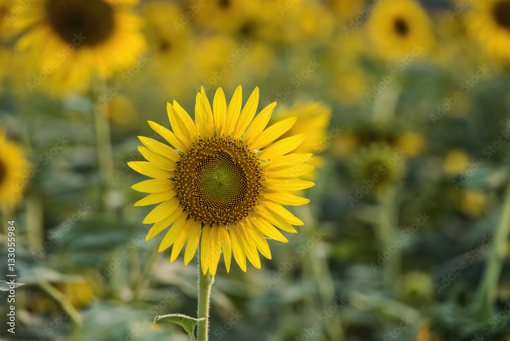Fototapeta premium sunflowers