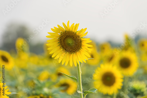 sunflower