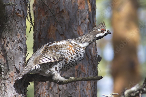 Male hazel grouse wild bird (Tetrastes bonasia), a species of wildfowl, sitting in a pine tree with neck stretched