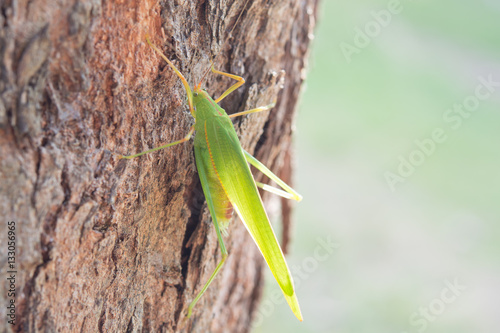 green bug on a tree
