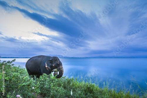 Sri Lankan Elephant in Uda Walawe national park, Sri Lanka photo