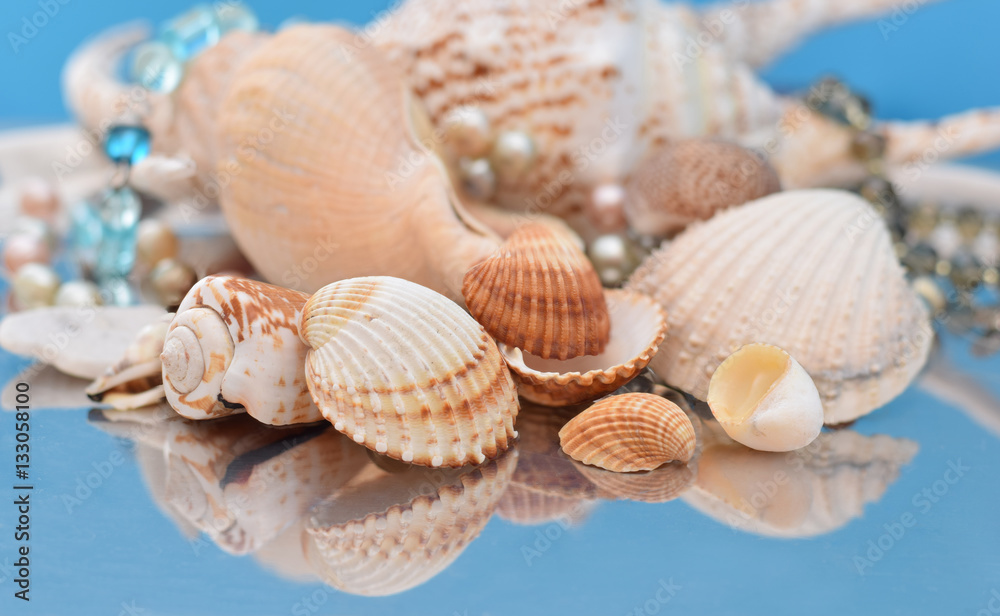 Assortment of seashells on blue