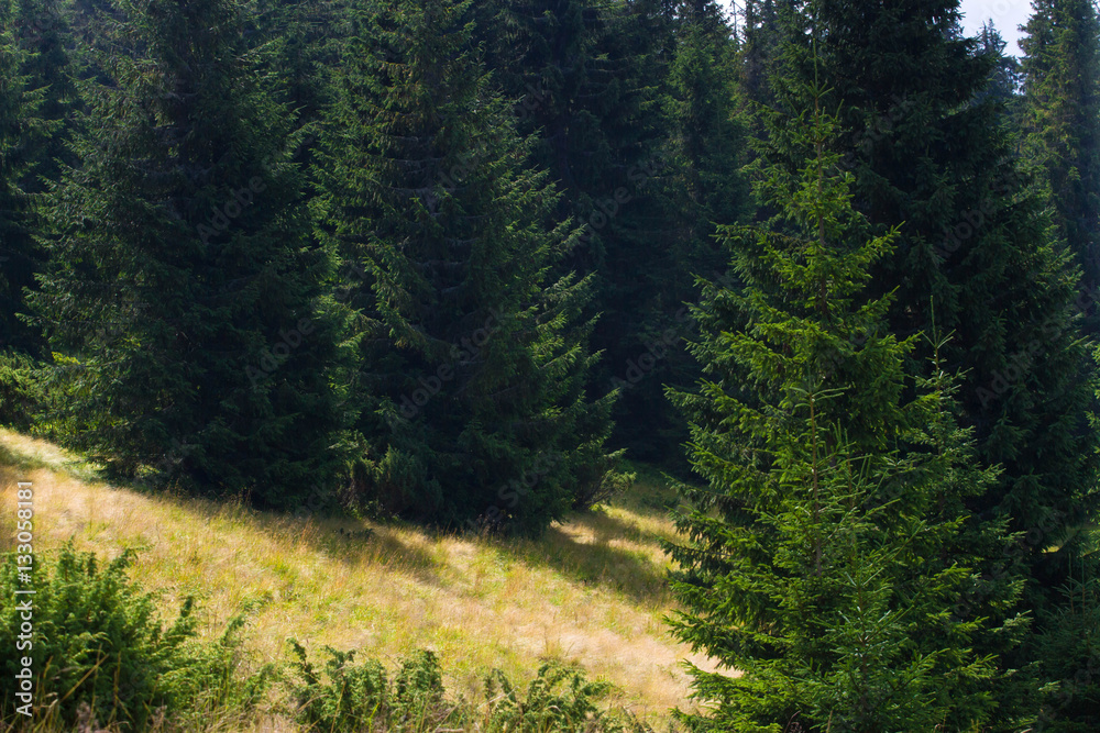 Spruce forest in the Ukrainian Carpathians. Sustainable clear ecosystem Spruce forest in the Ukrainian Carpathians. Sustainable clear ecosystem