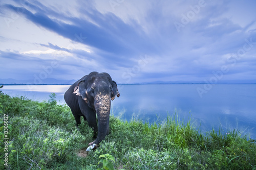 Sri Lankan Elephant in Uda Walawe national park, Sri Lanka photo