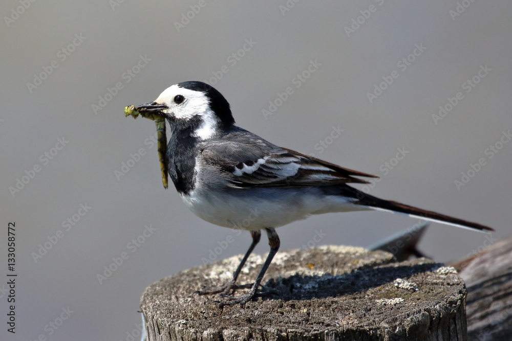 Naklejka premium Bachstelze