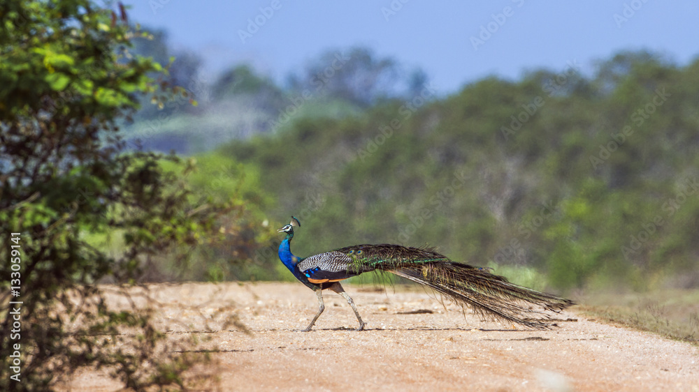 Fototapeta premium Indian peafowl in Bundala national park, Sri Lanka