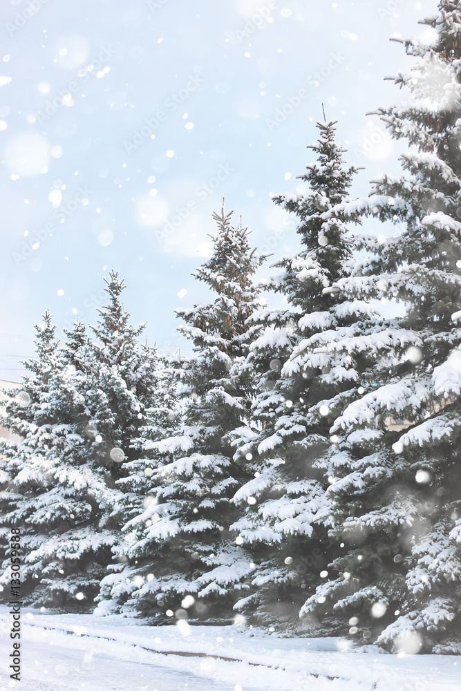winter fir tree snow