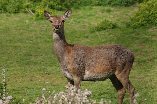 Red deer rutting season