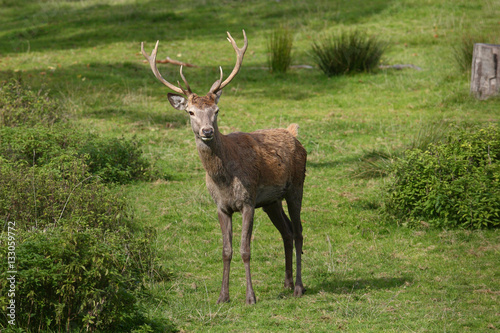 Red deer rutting season