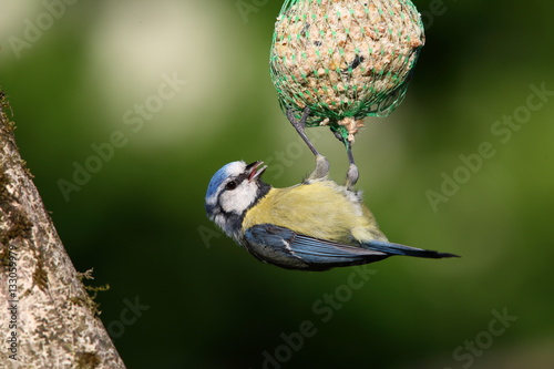 Blaumeise photo