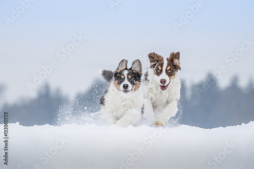 Welpen spielen im Schnee © Andrea Mayer