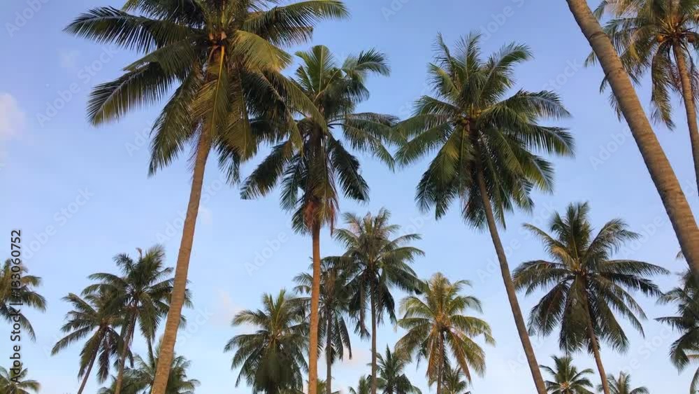 Coconut plantation. Bottom view on palm trees with young coconuts. HD slowmotion. Phuket, Thailand. Coconut plantation. Bottom view on palm trees with young coconuts. HD slowmotion. Phuket, Thailand.