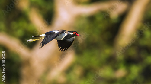 Red-wattled lapwing in Bundala national park, Sri Lanka