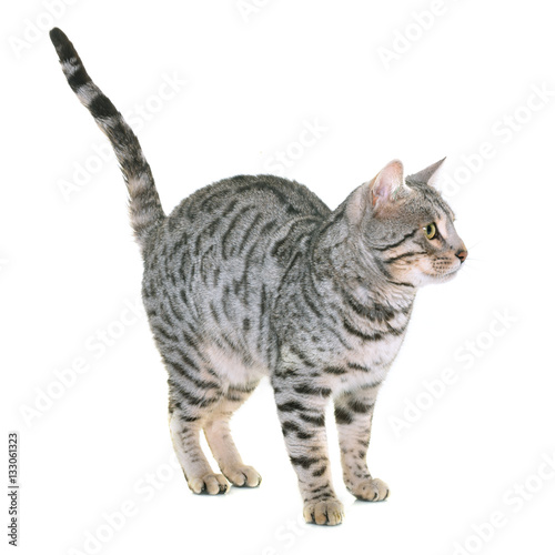 Fototapeta Naklejka Na Ścianę i Meble -  bengal cat in studio