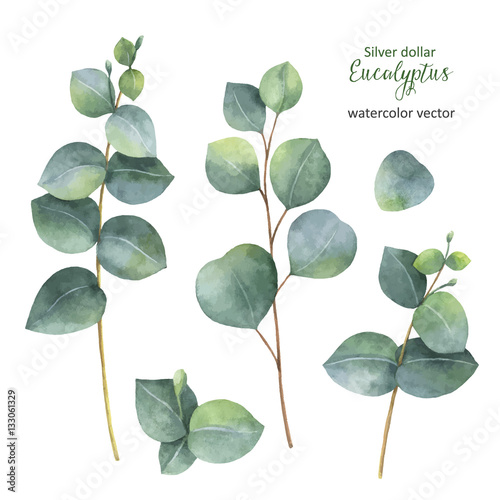 Watercolor Hand Painted Vector Set With Silver Dollar Eucalyptus Leaves And Branches Stock Adobe - How To Paint Eucalyptus Leaves