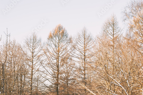 Bare trees at winter time