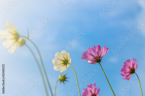 Beautiful purple cosmos flower in garden with sunlight and blue © lersan