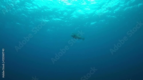 Wallpaper Mural Humphead Parrotfish swims in blue water.  4k footage Torontodigital.ca