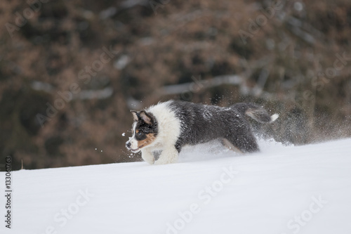 Border Collie Welpe beim Toben im Schnee