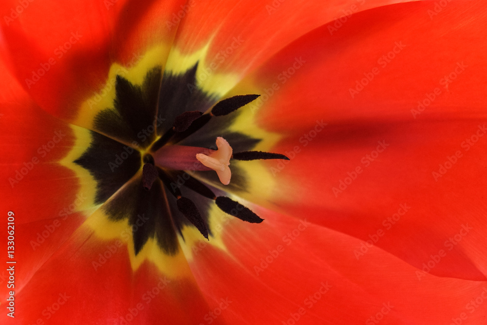 Red tulip flower macro view background Red tulip flower macro view background