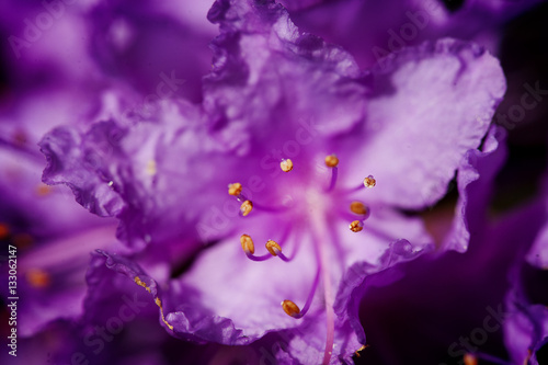 Purple Flower