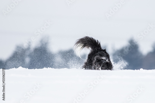 Border Collie Hund beim Spaziergang im Schnee