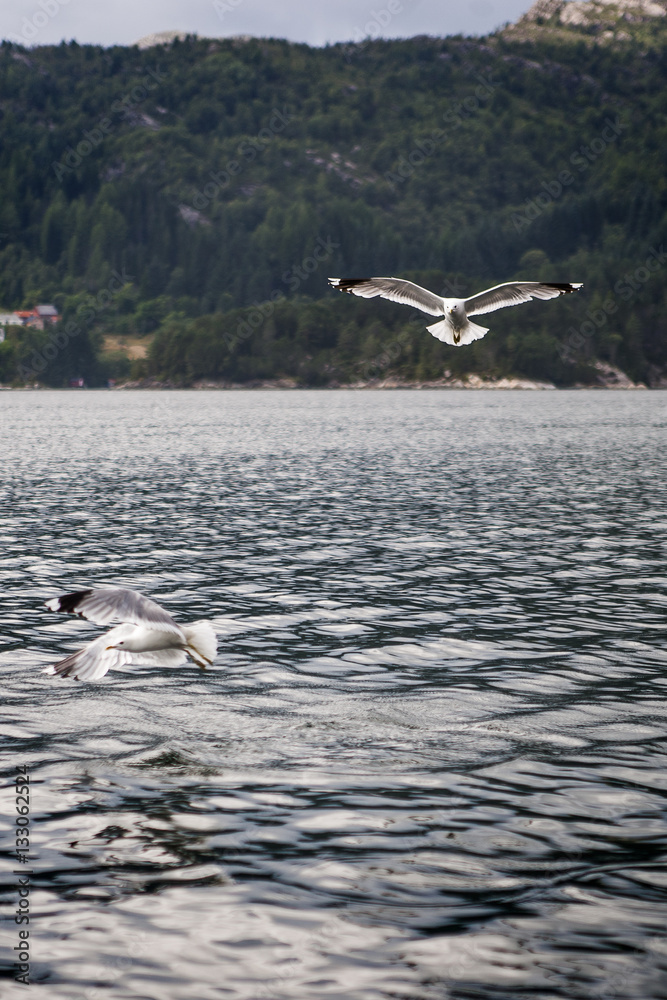 Naklejka premium Seagull