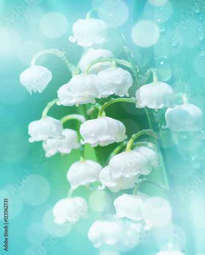 Gentle spring floral background. Beautiful blooming lilies of the valley in drops of water.