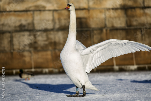 Photography Swans