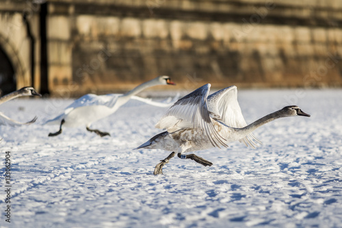 Photography Swans