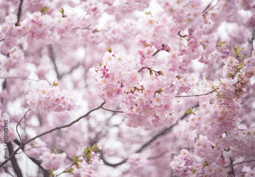 Cherry Blossoms  in spring © vikovik