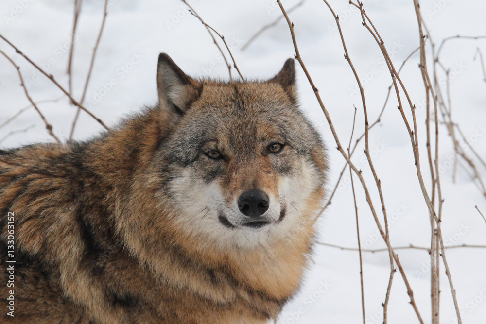 Obraz premium Grey wolf