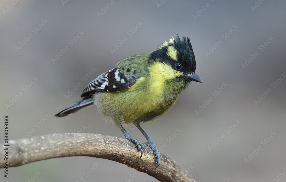 Obraz premium Black Lored Tit