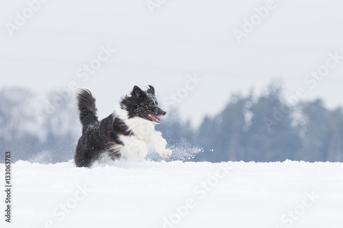 Fototapeta Naklejka Na Ścianę i Meble -  Border Collie Hund beim Spaziergang im Schnee