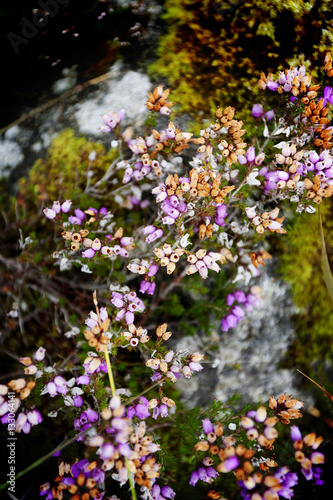 Flowers, Scotland
