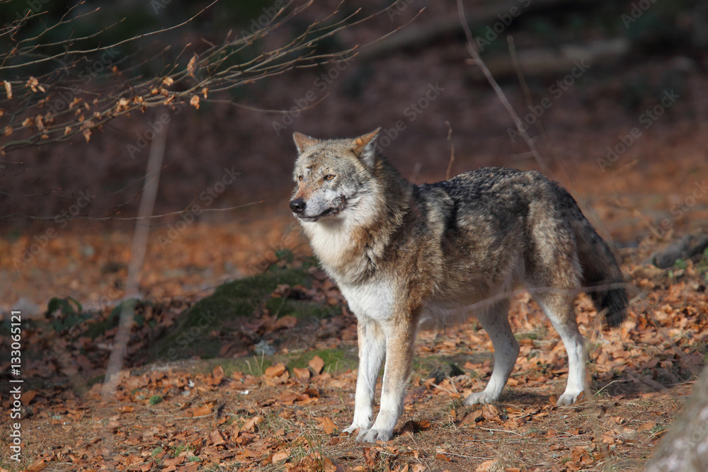 Grey wolf Grey wolf