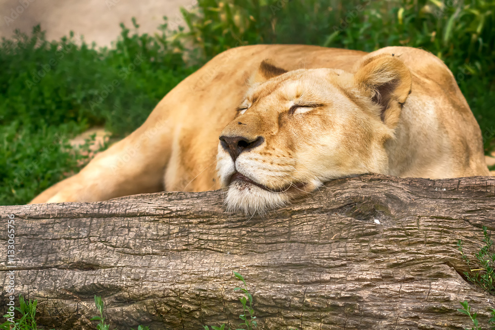Naklejka premium White Lion