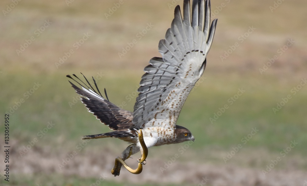 Fototapeta premium Short Toad Eagle