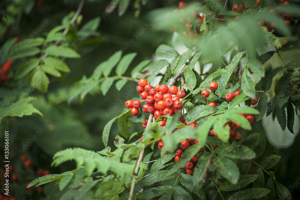 Obraz premium Rowanberry branch