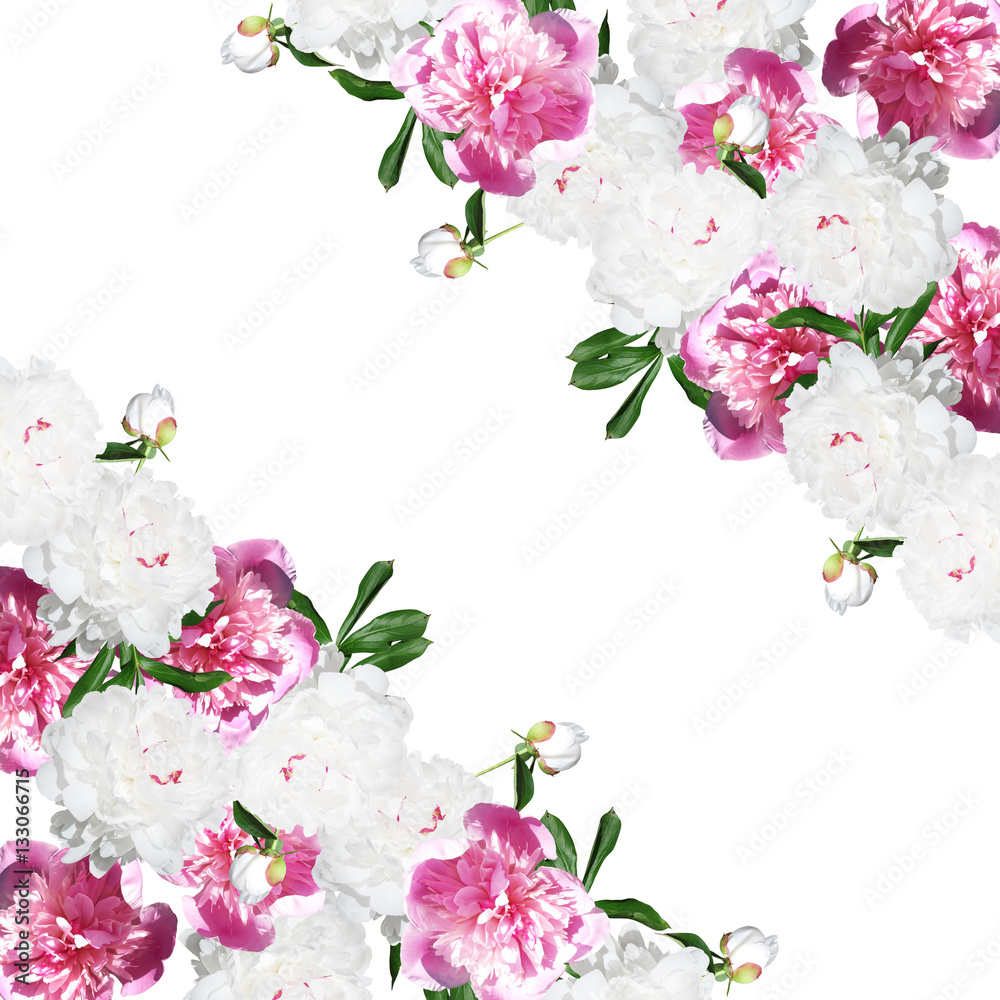 Beautiful floral background with white and pink peonies 