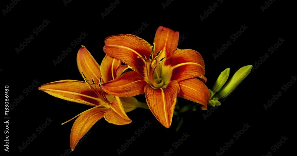 Orange Lily flower blooming on black background 