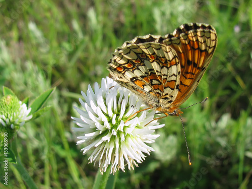Knapweed fritillary (Melitaea phoebe) on Mountain Clover (Trifolium montanum)