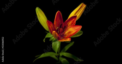 Orange Lily blooming on black background shot in studio 
