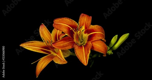 Orange Lily flower blooming on black background 