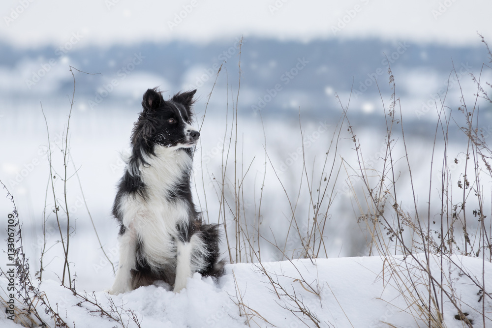 Foto Stock Border Collie Hund beim Spaziergang im Schnee | Adobe Stock